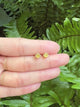 November Birthstone Citrine Studs